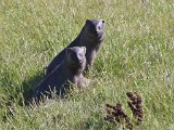 Grey Mongoose : frieda